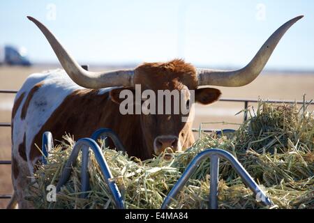 A Texas longhorn bull near Route 66 Stock Photo