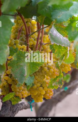 Ripe green chardonnay grapes on the vine in Sonoma, Napa California Stock Photo