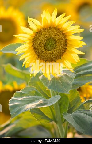 Sunflower fields in bloom near Woodland in Yolo County, California. Stock Photo