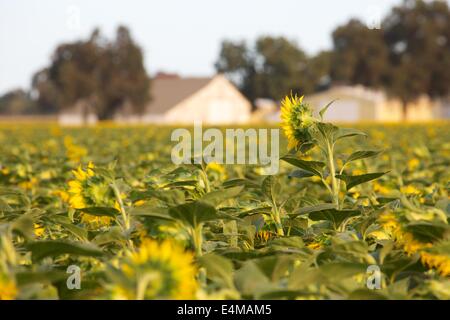 Sunflower fields in bloom near Woodland in Yolo County, California. Stock Photo