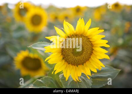 Sunflower fields in bloom near Woodland in Yolo County, California. Stock Photo