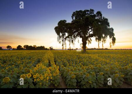 Sunflower fields in bloom near Woodland in Yolo County, California. Stock Photo