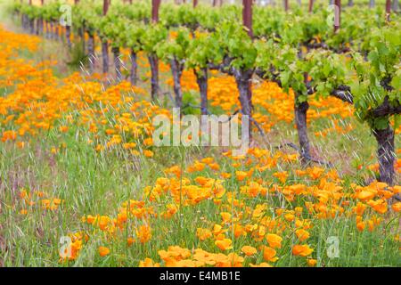 Spring in the Sonoma in the Napa Valley wine country in Northern California. Stock Photo