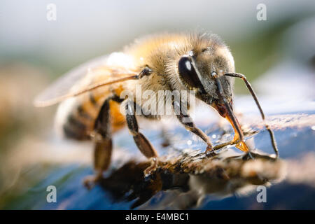 Close up of a honeybee drinking water from a fountain Stock Photo