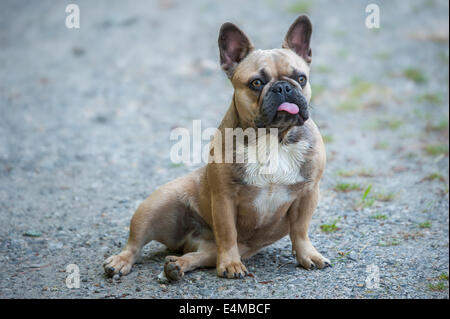 Comical French Bulldog sitting Stock Photo
