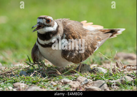 Killdeer bird sitting on nest eggs Stock Photo