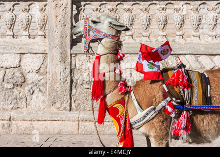 Llama with peruvian flags in the peruvian Andes at Arequipa Peru Stock Photo