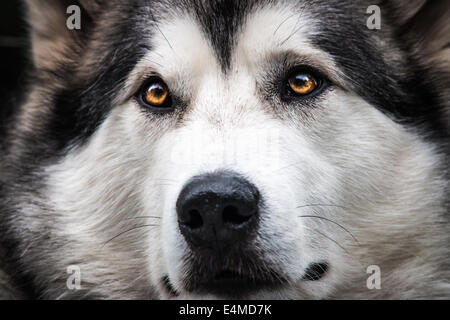 Close up of face of dog (Alaskan Malamute) Stock Photo