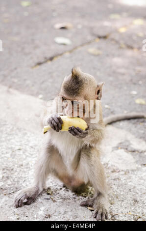 Cute monkeys A cute monkey lives in a natural forest of Thailand. Stock Photo