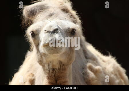 Close-up of  the head of a Bactrian Camel (Camelus bactrianus ferus) Stock Photo