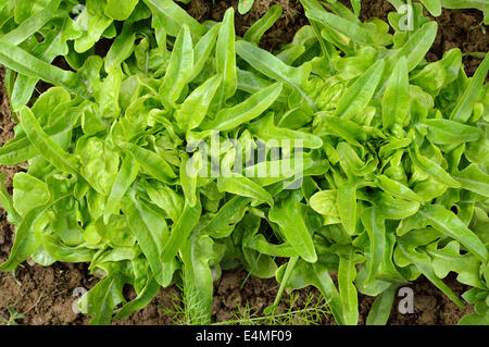 Two green, fresh oakleaf lettuce DUBACEK(Lactuca sativa). Top view rosette of lobate leaves. Organic gardening. Stock Photo