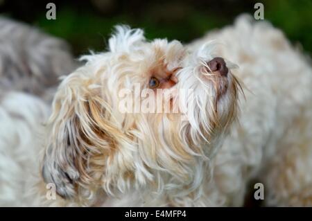 Havanese Dog Stock Photo