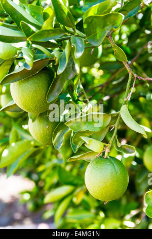 Immature Naval oranges in an orchard in Alta Loma California, a historic orange growing region of Southern California Stock Photo