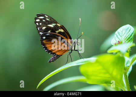 Tiger Longwing butterfly (Heliconius hecale), aka Golden Helicon, perched on a leaf Stock Photo