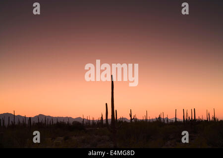 Silhouetted cactuses at sunset, Tucson Mountain Park, Tucson, Arizona USA Stock Photo