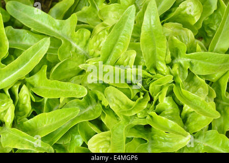 Close-up of green, fresh oakleaf lettuce DUBACEK (Lactuca sativa). Top view rosette of lobate leaves. Garden background. Stock Photo