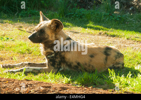 African Wild Dog at Werribee Open Zoo, Werribee, Victoria, Australia Stock Photo
