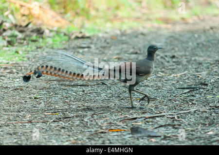 Superb Lyrebird in Sherbrooke Forest, Monbulk, Victoria, Australia Menura novaehollandiae Stock Photo