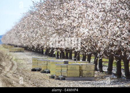 Almond orchards blossoming in the Capay Valley, California Stock Photo