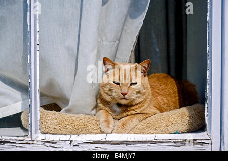 An orange cat taking in the sun on an Edinburgh windowsill. Stock Photo