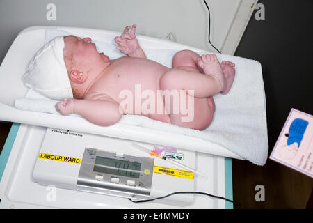 Weighing a newborn / new born baby with weighing scales / scale soon after childbirth / giving birth in an NHS hospital. Stock Photo