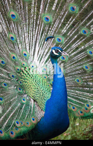 Portrait of an indian peafowl (Pavo cristatus) with its tail opened Stock Photo