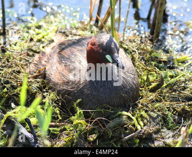 Mature Little Grebe (Tachybaptus ruficollis) brooding on the nest Stock Photo