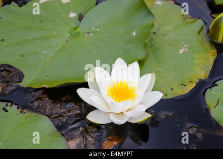 White Water-lily, Nymphaea alba, Wildflower Stock Photo