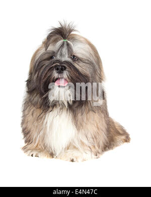 Lhasa Apso puppy Stock Photo
