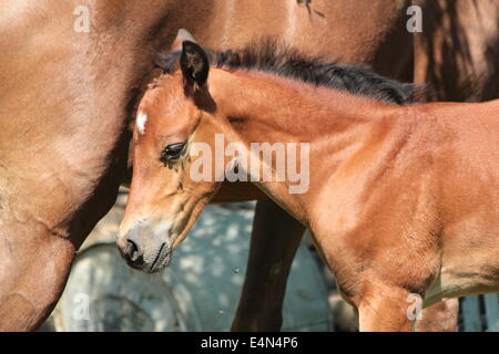 Foal Stock Photo