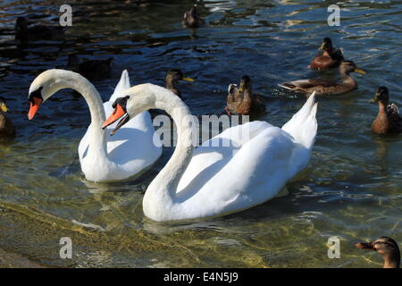 Angry swan among other waterbirds Stock Photo