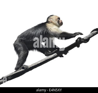 White-Throated Capuchin Monkey Stock Photo