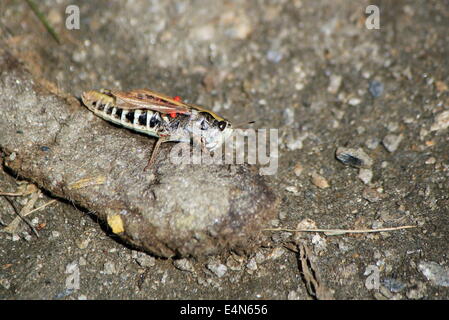 Grasshopper on the ground Stock Photo