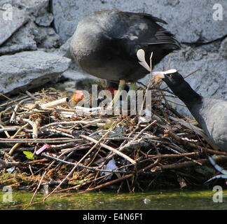Coot ducks feeding their ducklings Stock Photo