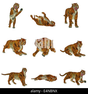 Set of tiger poses Stock Photo