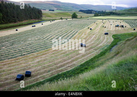 Tractor collecting cut grass for winter hay in the Scottish Borders. Scotland Stock Photo