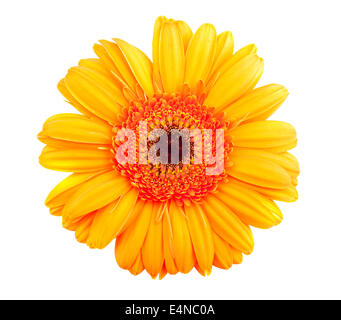 Single orange gerbera flower Stock Photo
