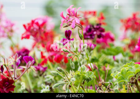 Pink pelargonium flowers (Pelargonium hortorum) in the garden. Stock Photo