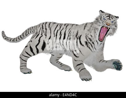 White tiger raging Stock Photo