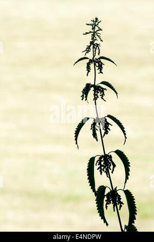 Urtica dioica. Stinging nettle silhouette in the english countryside Stock Photo