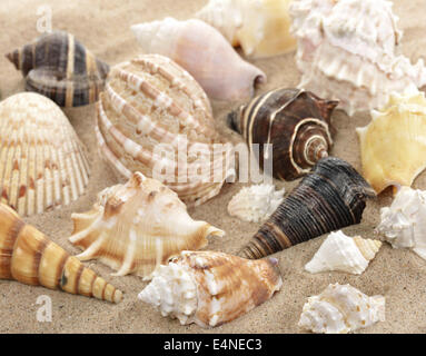 Seashells Stock Photo