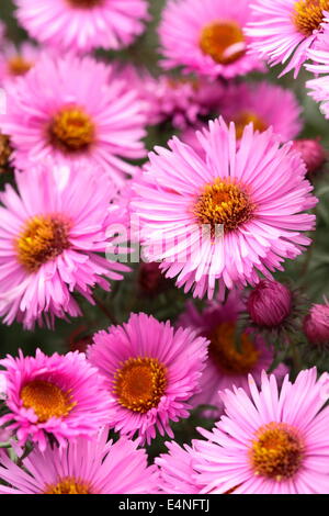 New England Aster 'Barrs Pink' Stock Photo