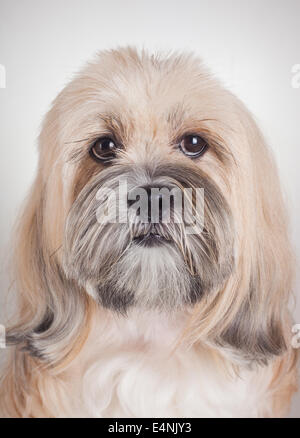 Close up portrait of lhasa apso dog Stock Photo