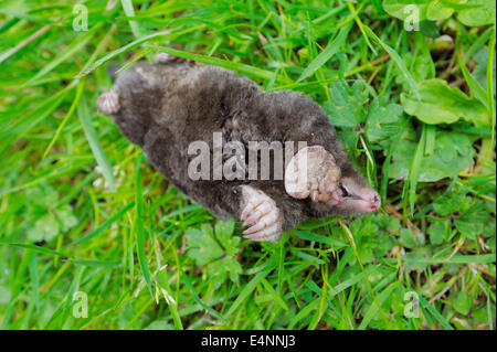 Talpa europaea, Dead european Mole, Wales, UK. Stock Photo