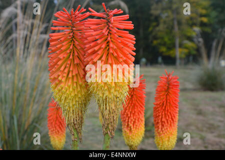 Red hot pokers in group Stock Photo