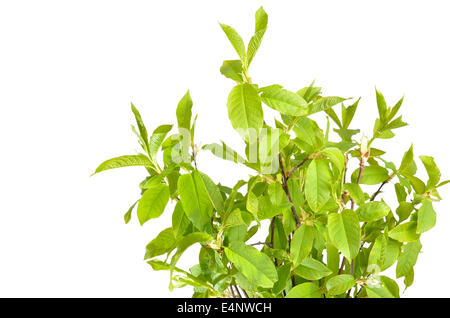 Branches of Bird Cherry tree isolated on white background Stock Photo