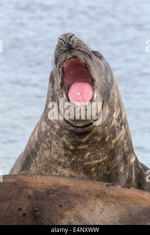 Southern Elephant Seal aggressive display Stock Photo