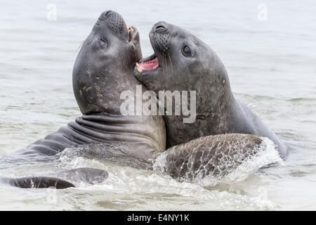 Southern Elephant Seal - youngsters play fighting Stock Photo