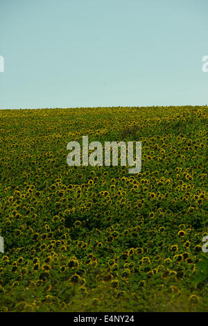 Sunflower grows on the field during the summer in South-West Brazil Stock Photo