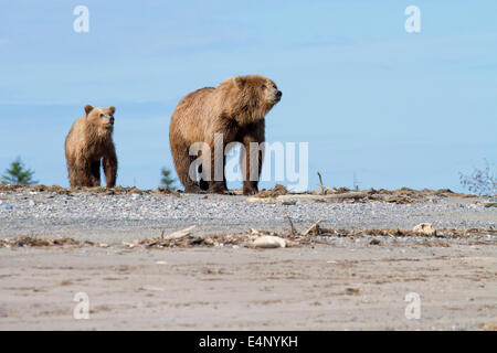 Grizzly bear and cub looking out from vantage point on sandy beach in Alaska Stock Photo